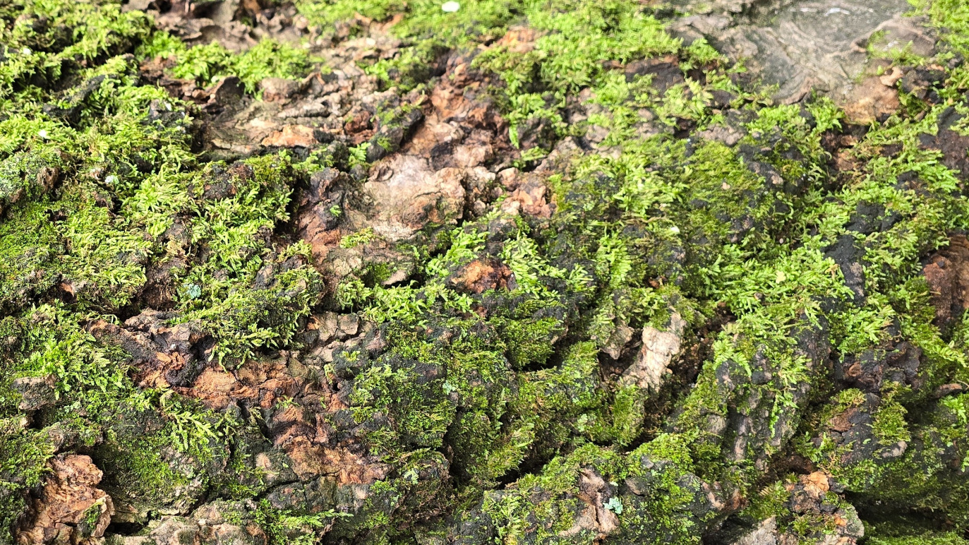 Picture of moss growing on bark symbolizing growth and mental health care